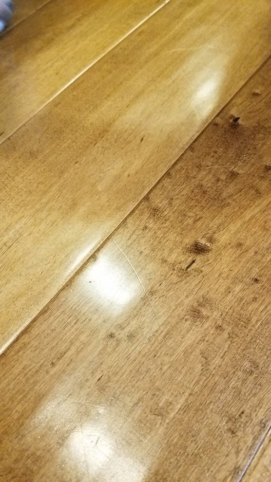 Dog scratching 2024 hardwood floors