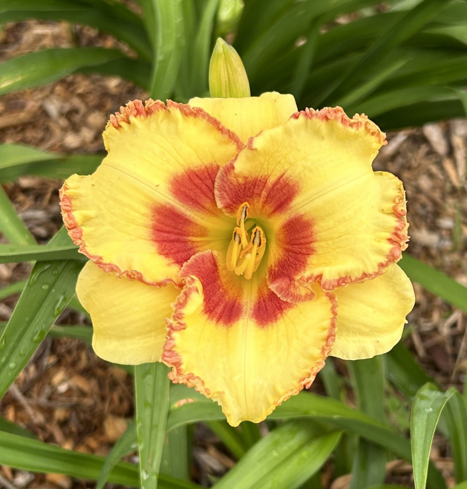 Sundays flowers in Indiana