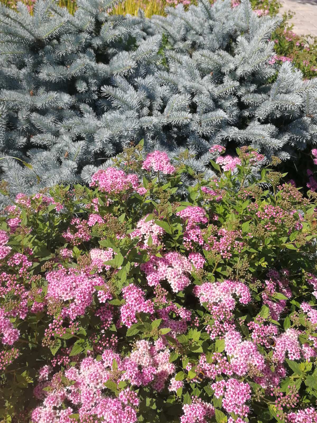 Благоустройство участка 20 соток в КП Пестово