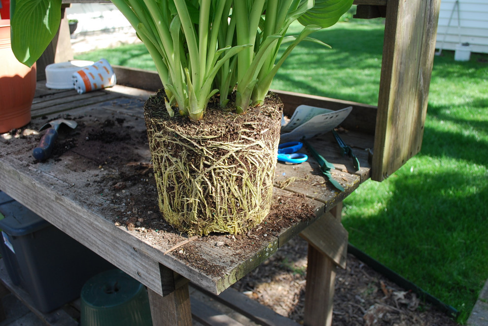 Hosta Root System This new hosta is super root bound... | Houzz Forum