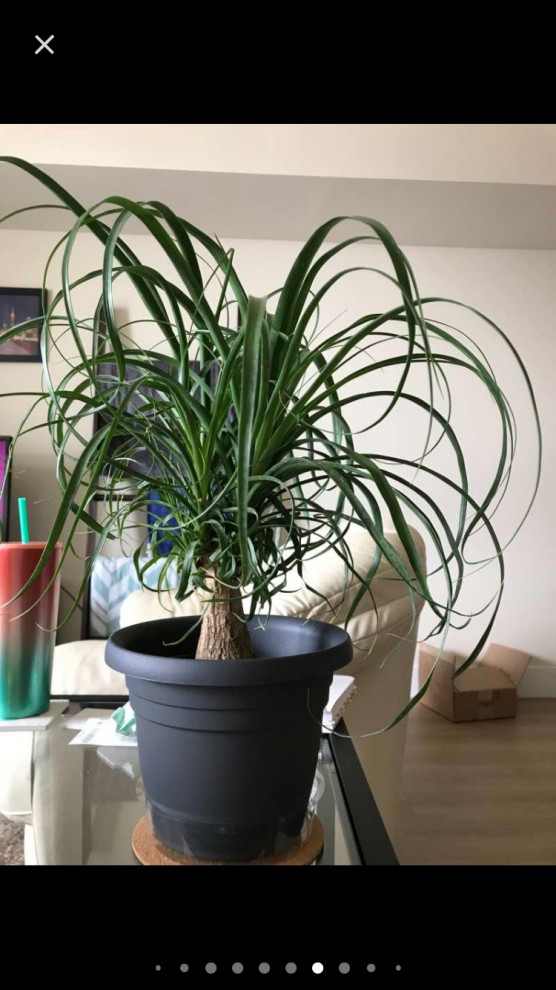 indoor full grown rubber tree NCYP Artificial Rubber Tree, Rubber Fig, Rubber Bush 5.9FT (70.8 Inche –  NCYPgarden main image 1