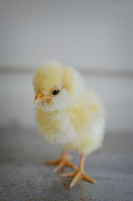 What You Need to Know Before Buying Chicks