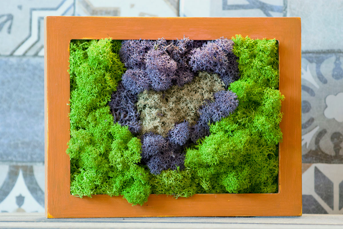 Фитокартины из мха