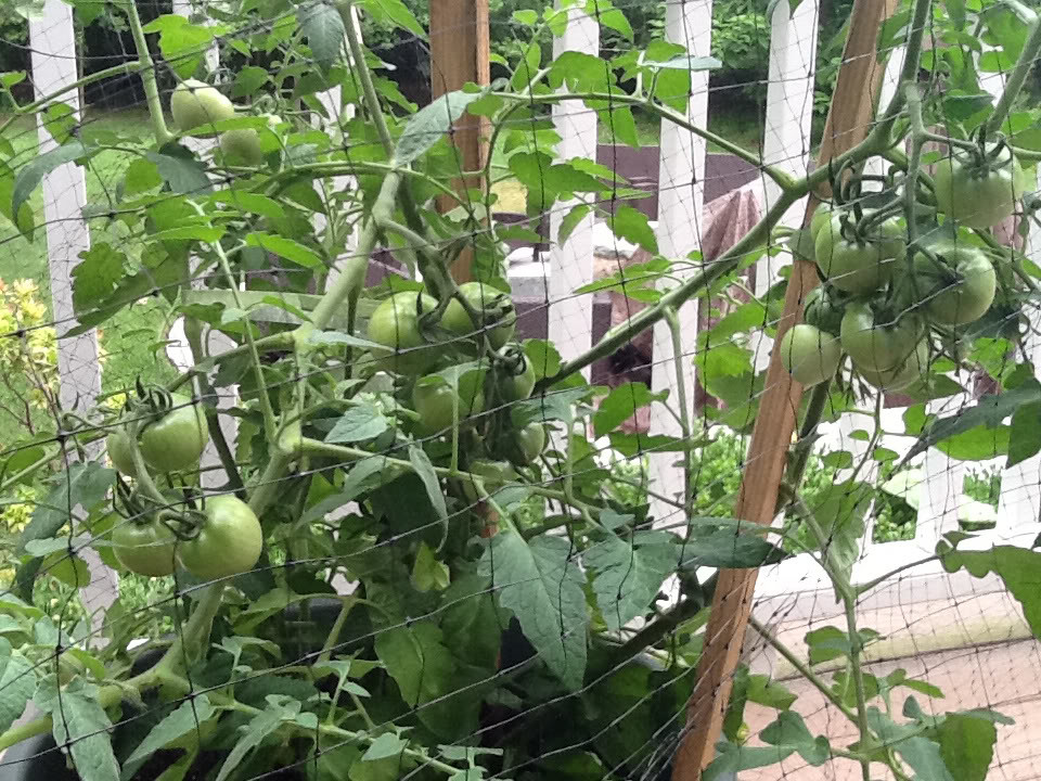 Tomatoes not getting bigger than a golf ball