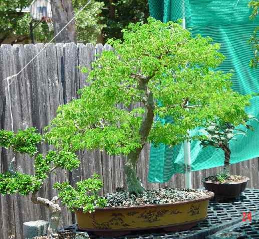 My Raintree