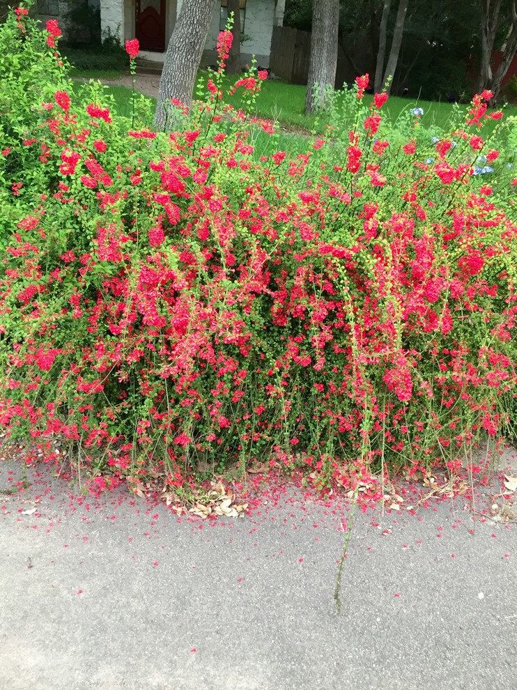Arching shrub with red flowers