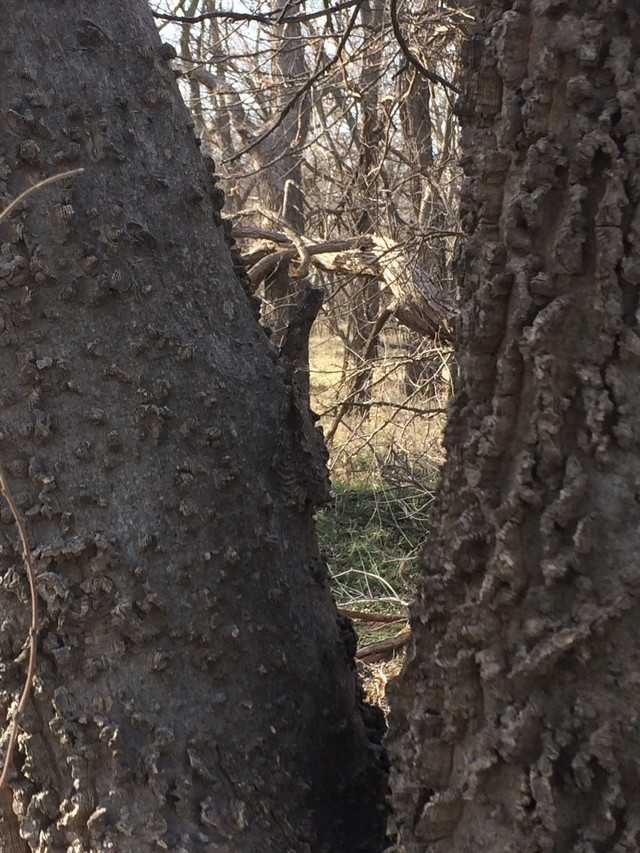 Oklahoma City Survivor Tree  Medium Tree Seedling –