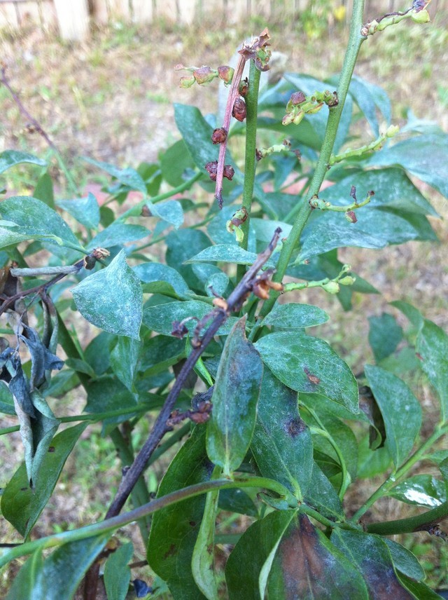 Young Blueberry Plant Dying