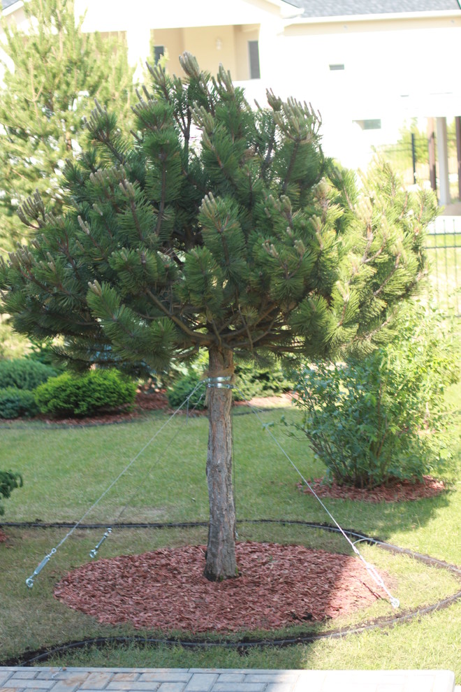 Хвойный сад в Новых Вешках.