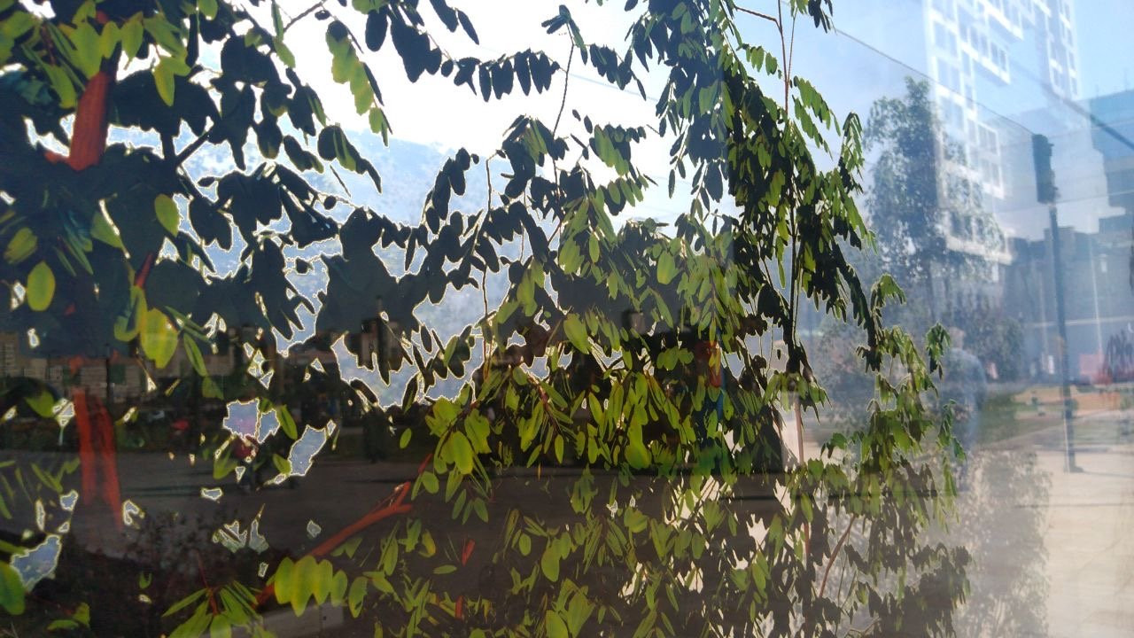 Стеклянный лес