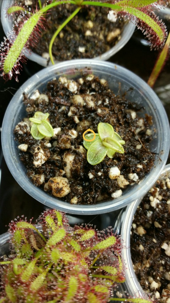 Butterwort (Pinguicula) dying from mold?