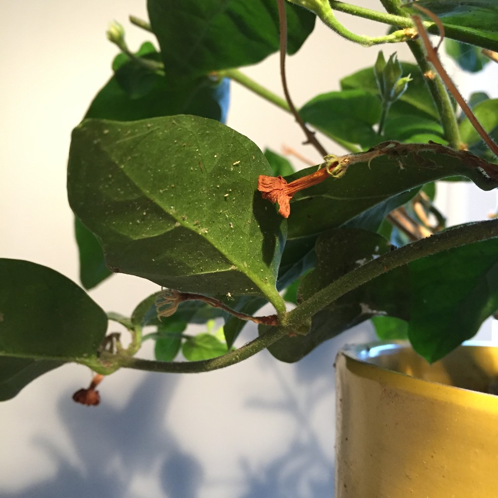Jasmine plant and pests