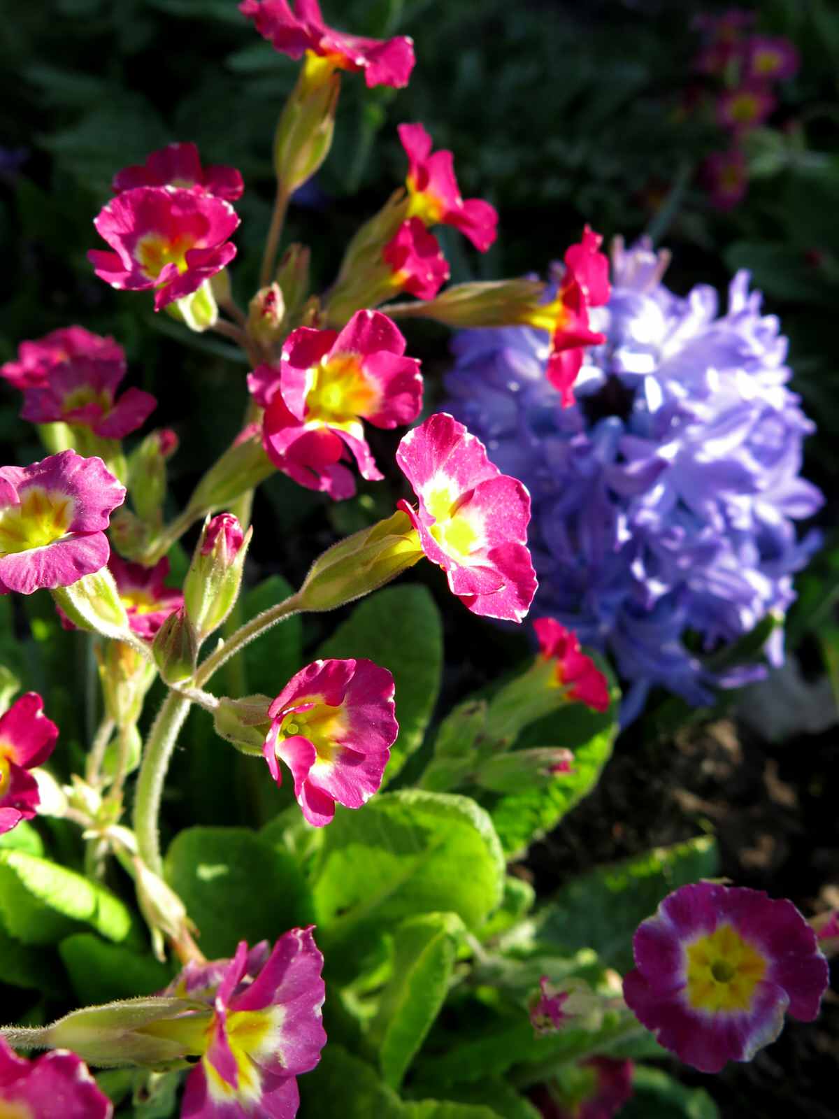 ТЕПЛЫШКО МОЕ. ВЕСНА.