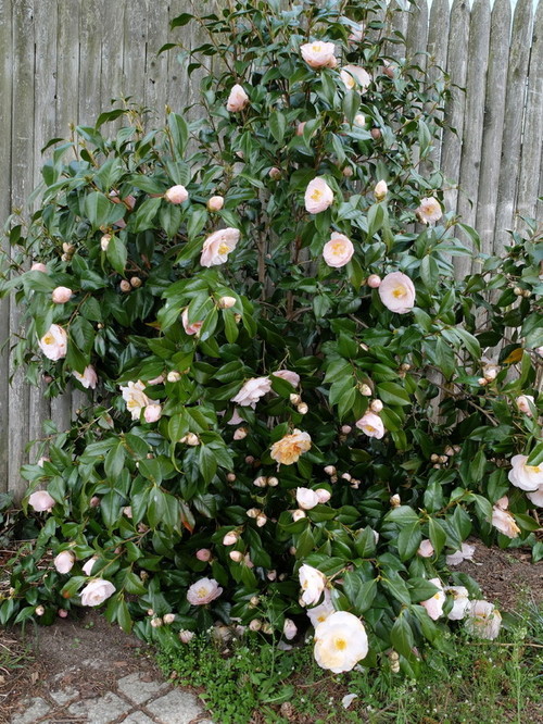 winter snowman ice angels camellia in Massachusetts