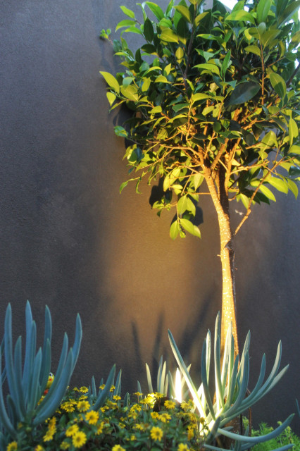 Beaumaris contemporary-garden