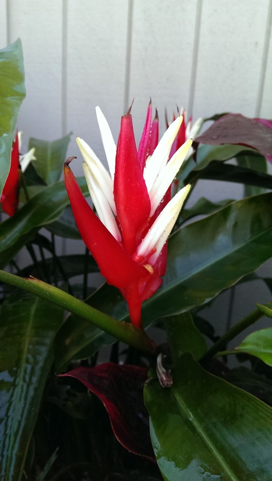 Inspiration for a tropical garden in Brisbane.