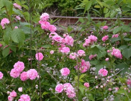 Roadside roses | Houzz Forum