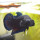 elo_hell
