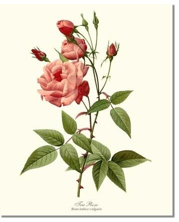Vintage Botanical Rose Art Print: Tea Rose - Traditional - Prints And  Posters - by Charting Nature | Houzz
