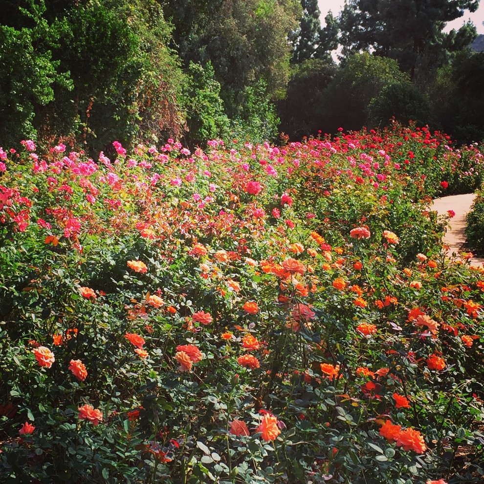 Los Angeles Rose Garden - Eclectic - Landscape - Los Angeles - by The