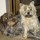 carolyn_carruthers