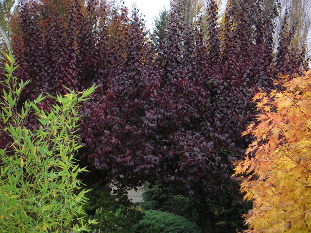 Purple Leaf Plum 