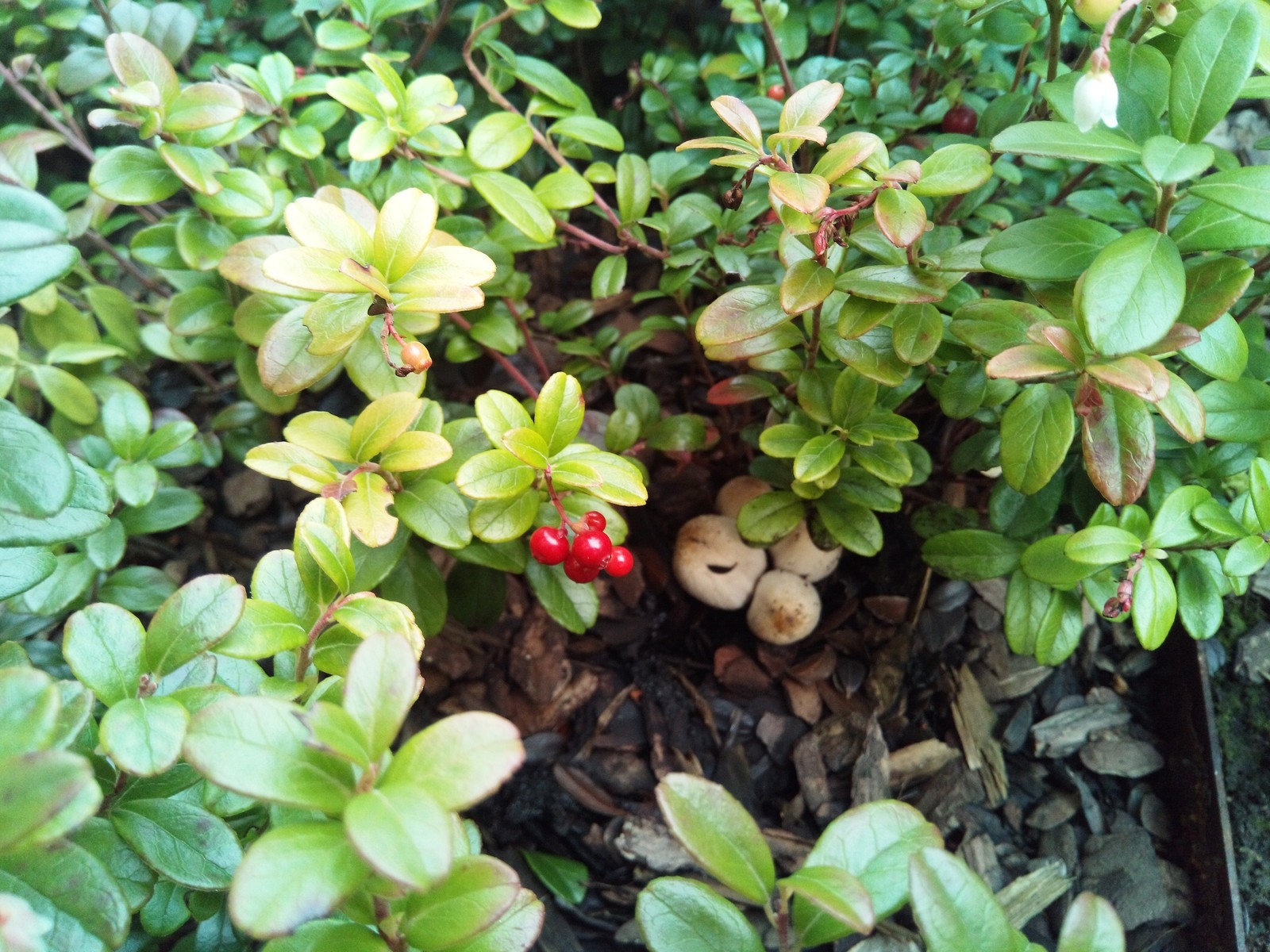 кп "Мартемьяново" - Профессиональный уход за садом - 100% качество!