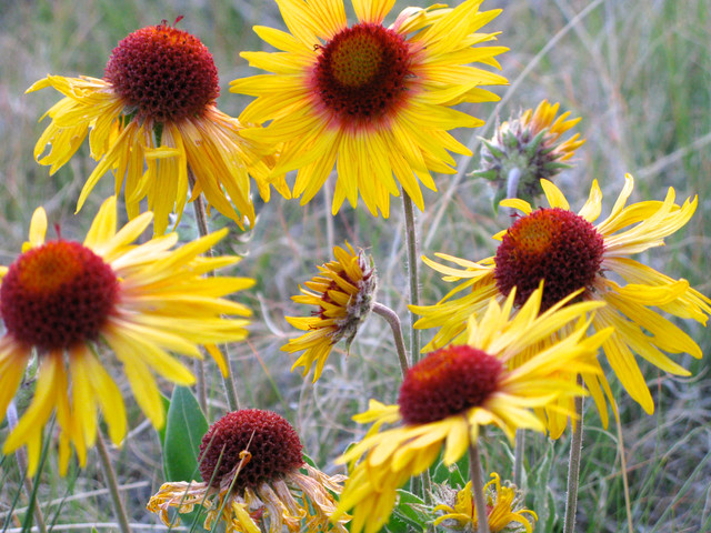 10 Top Native Plants for the Rocky Mountain Region