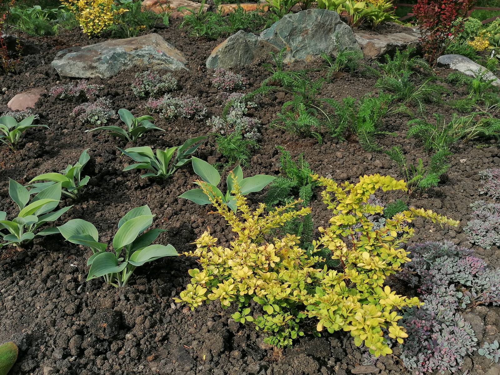 каменистый сад