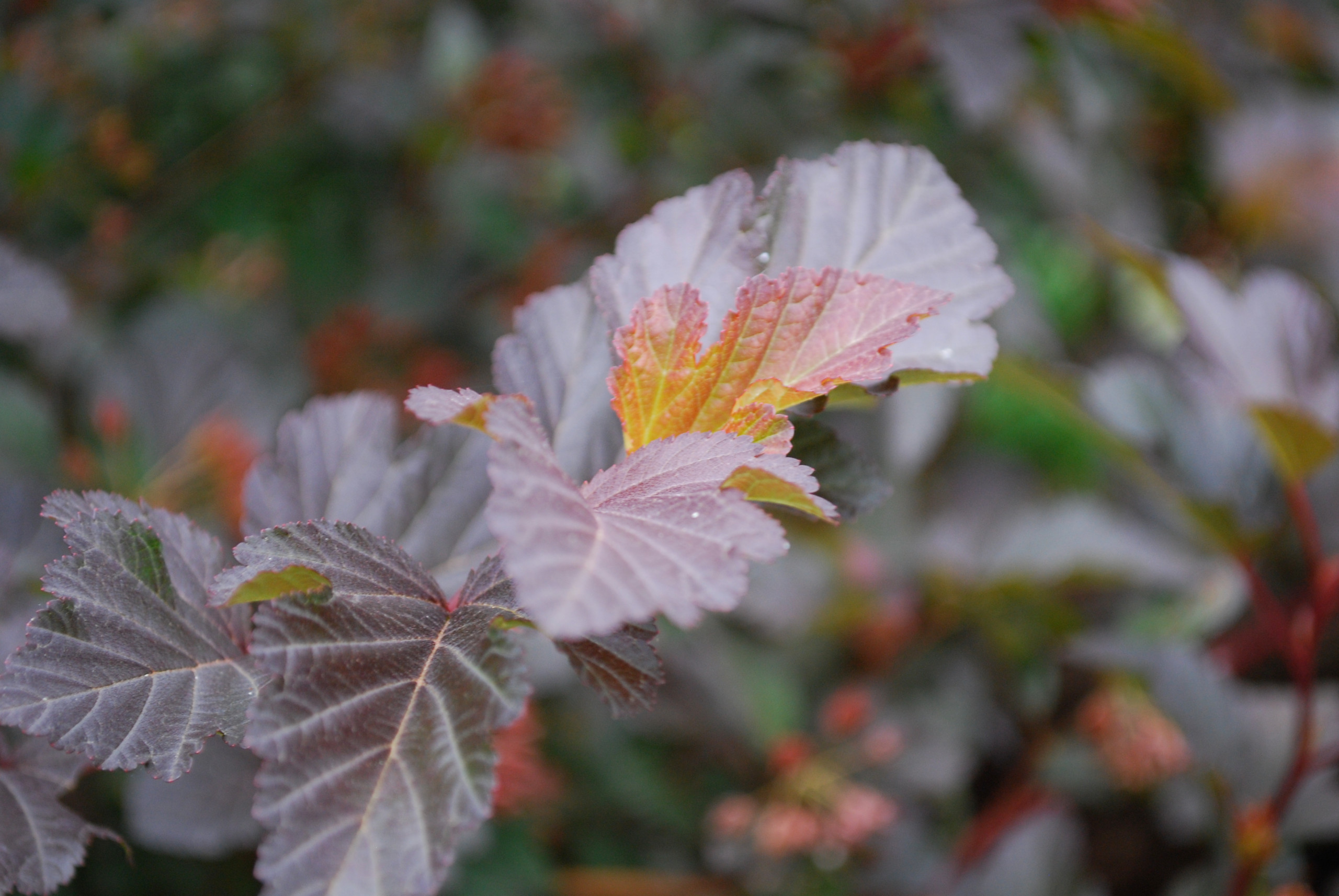 'Center Glow' Ninebark