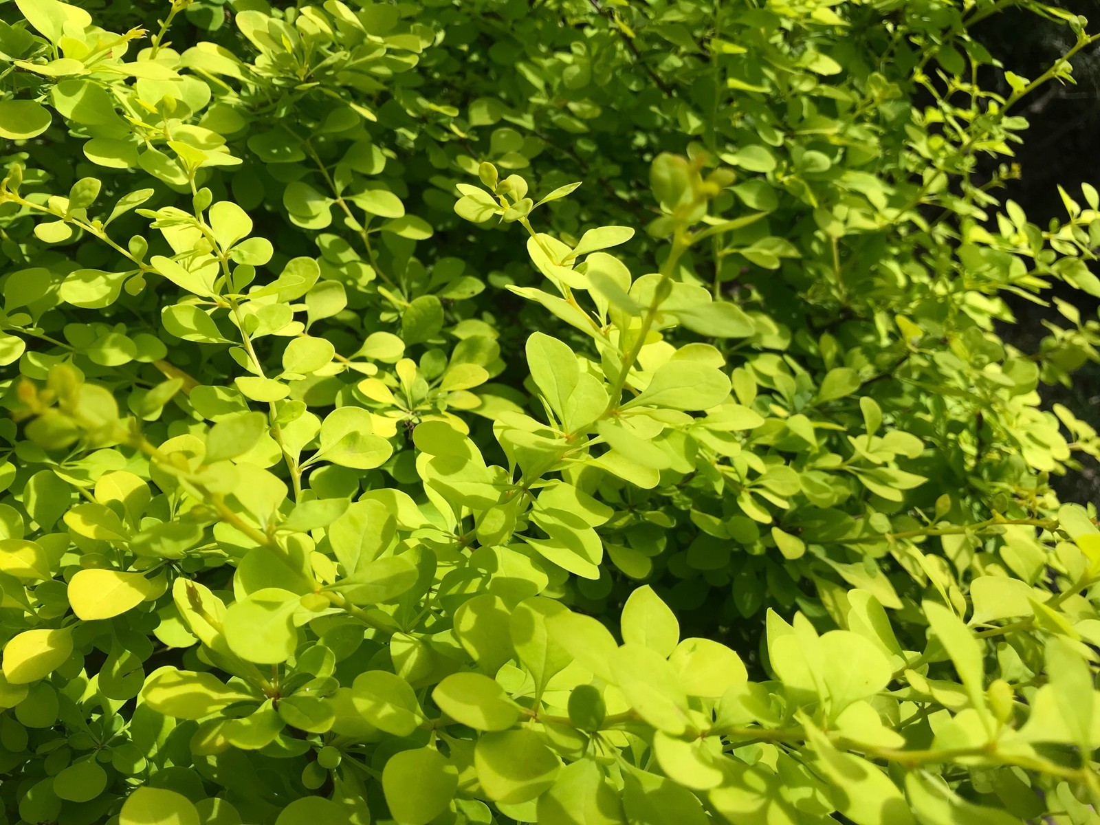 КП Княжье Озеро, 0,16 га