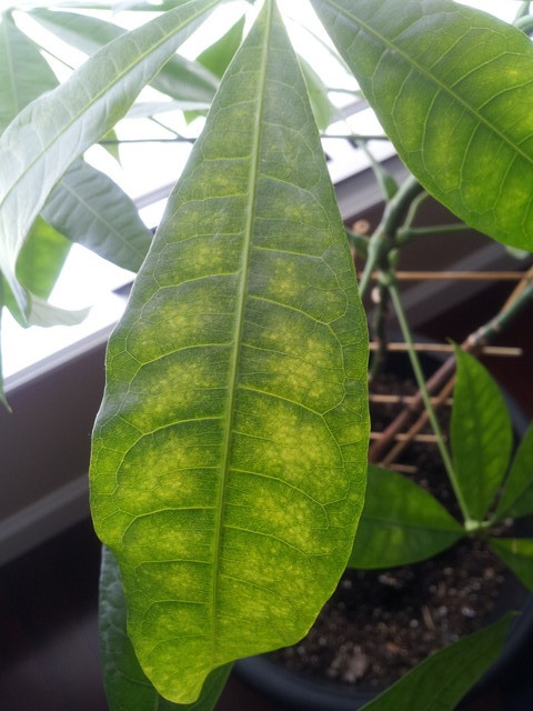 Money tree 2024 yellow leaves