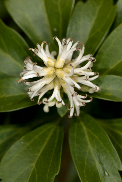 How To Use Pachysandra Responsibly In The Landscape