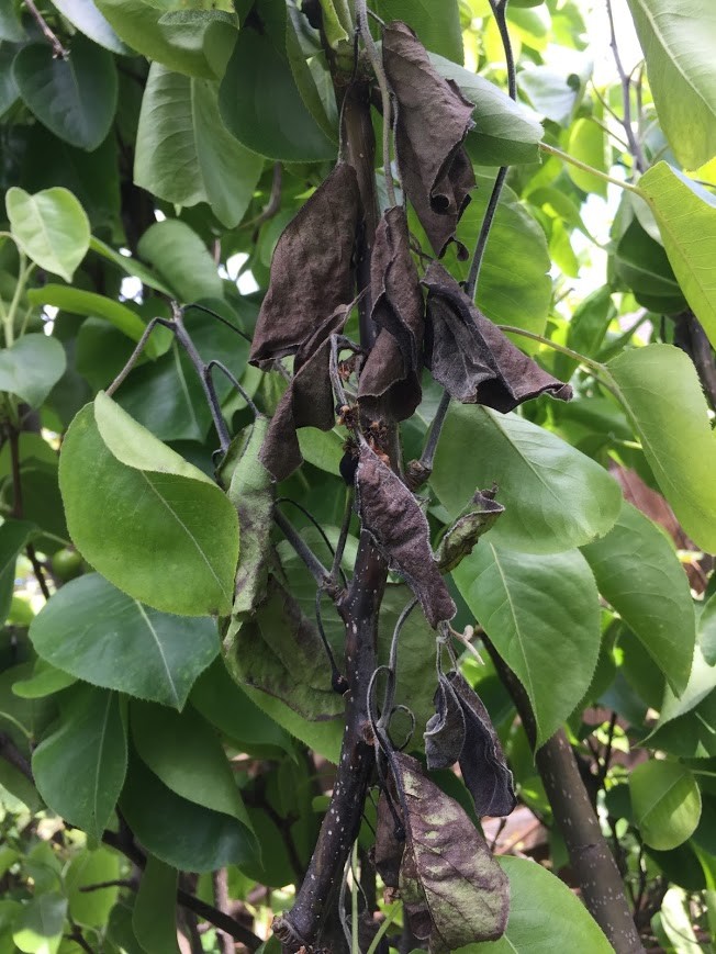 Shinseiki Asian Pear Fire Blight?