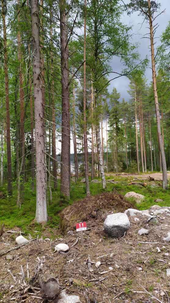 Лесная Ривьера