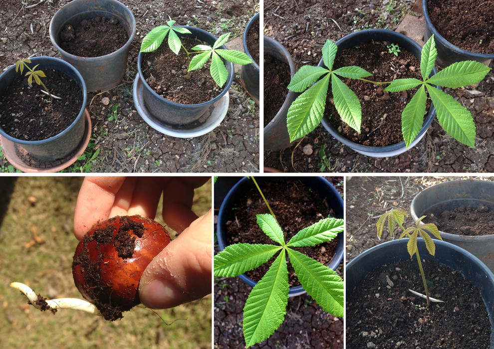 small pot for plant Baby Rubber Plant  Hey Rooted