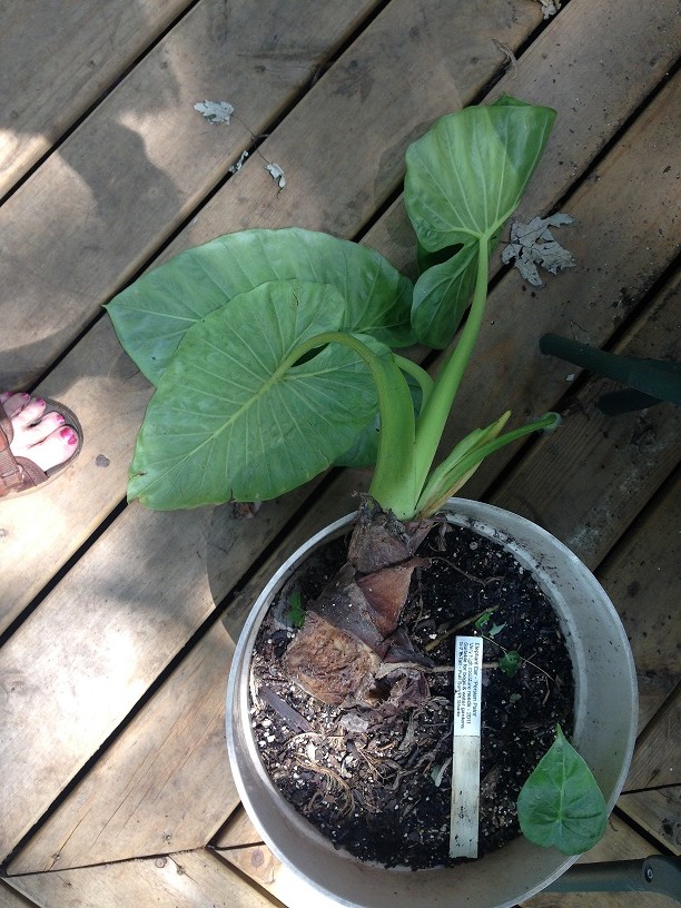 Elephant ear broke off? | Houzz Forum