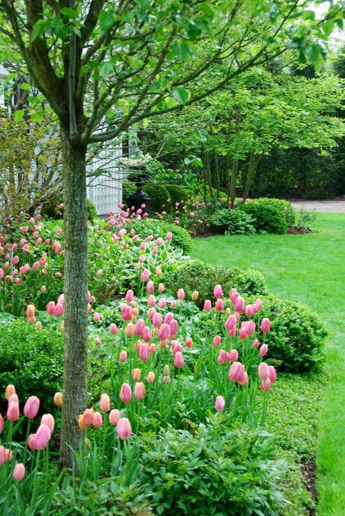 Tulips planted along the front landscape by Peter Atkins and Associates