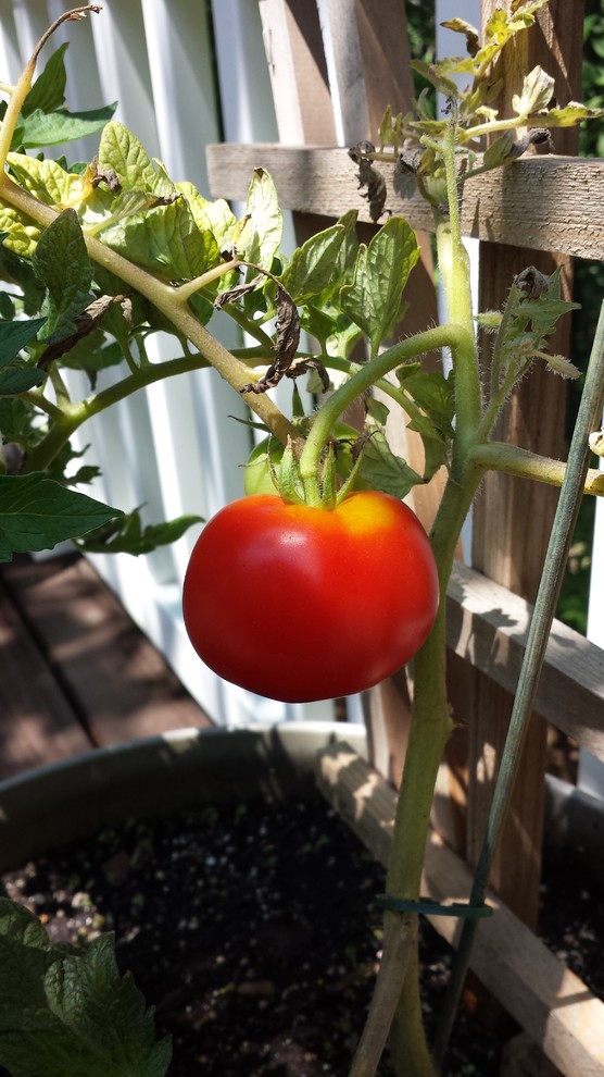 Homeslice Tomato