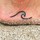 amanda_jackson49