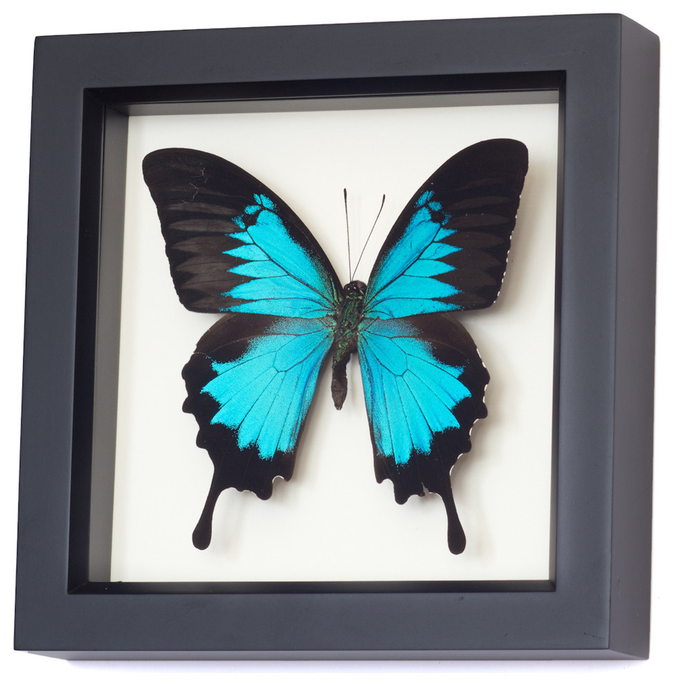 Real Blue Mountain Swallowtail Framed Butterfly
