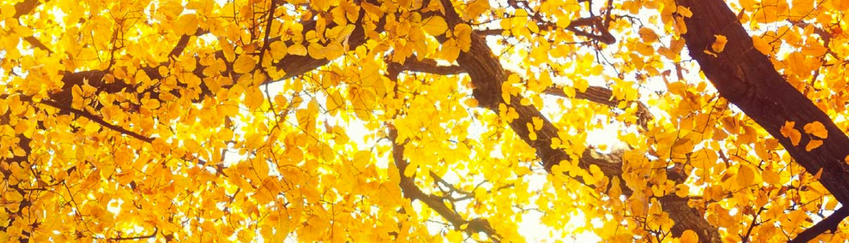 Blue River Tree Care Boulder Co Us 80301