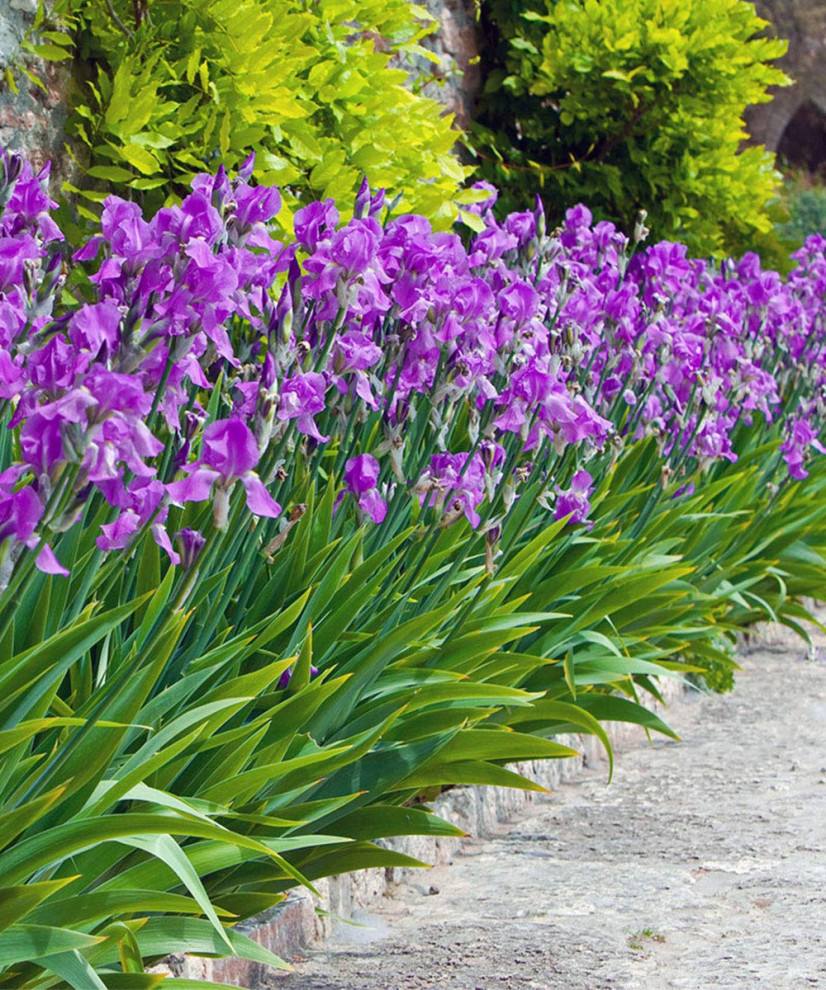 Mixed Dutch Iris Flower Bulbs Pack of 45 Modern Bulbs And Seeds