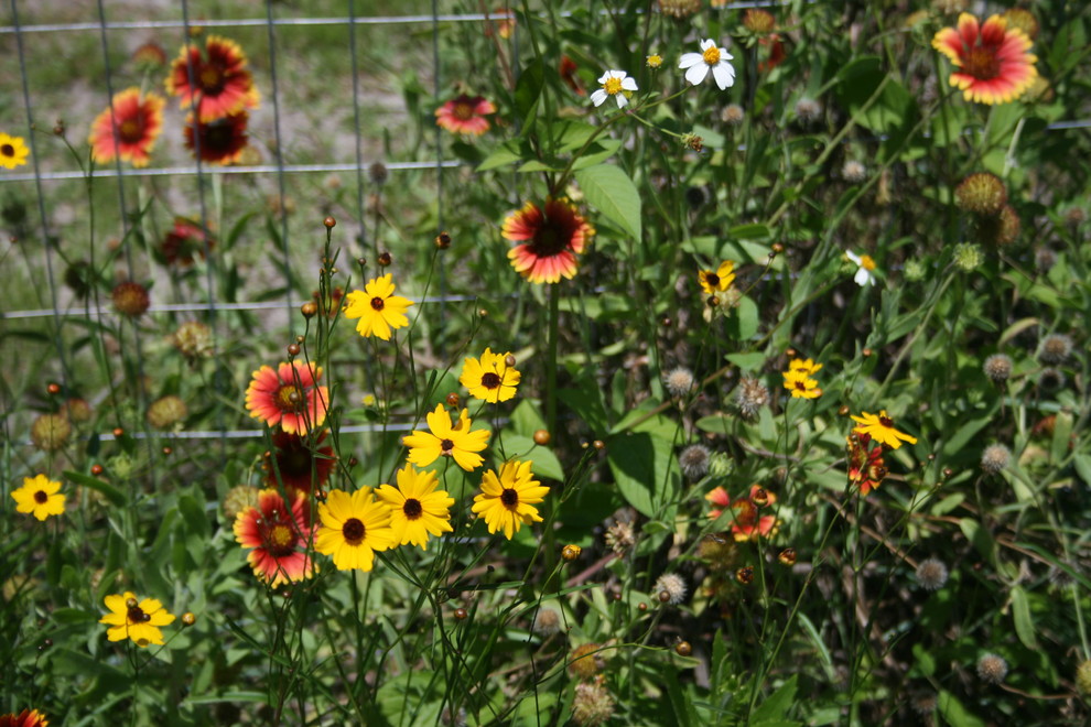 Florida Friendly Plants I Use Orlando by Tulinda�s Florida Friendly Plants I Use Orlando by Tulinda�s