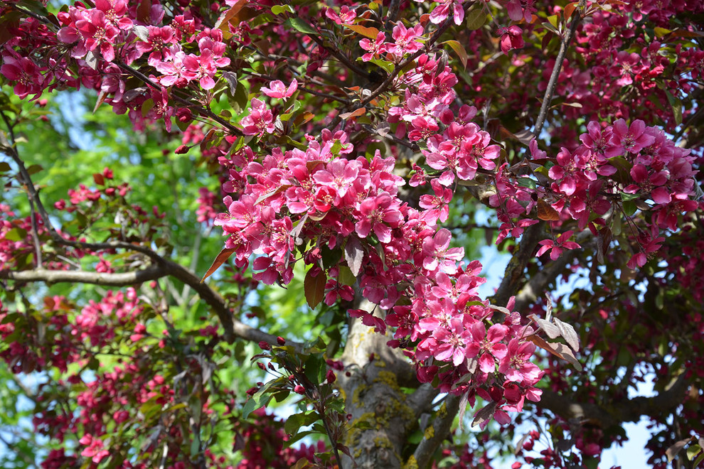 Современный сад в КП "Бенелюкс" вилла 1