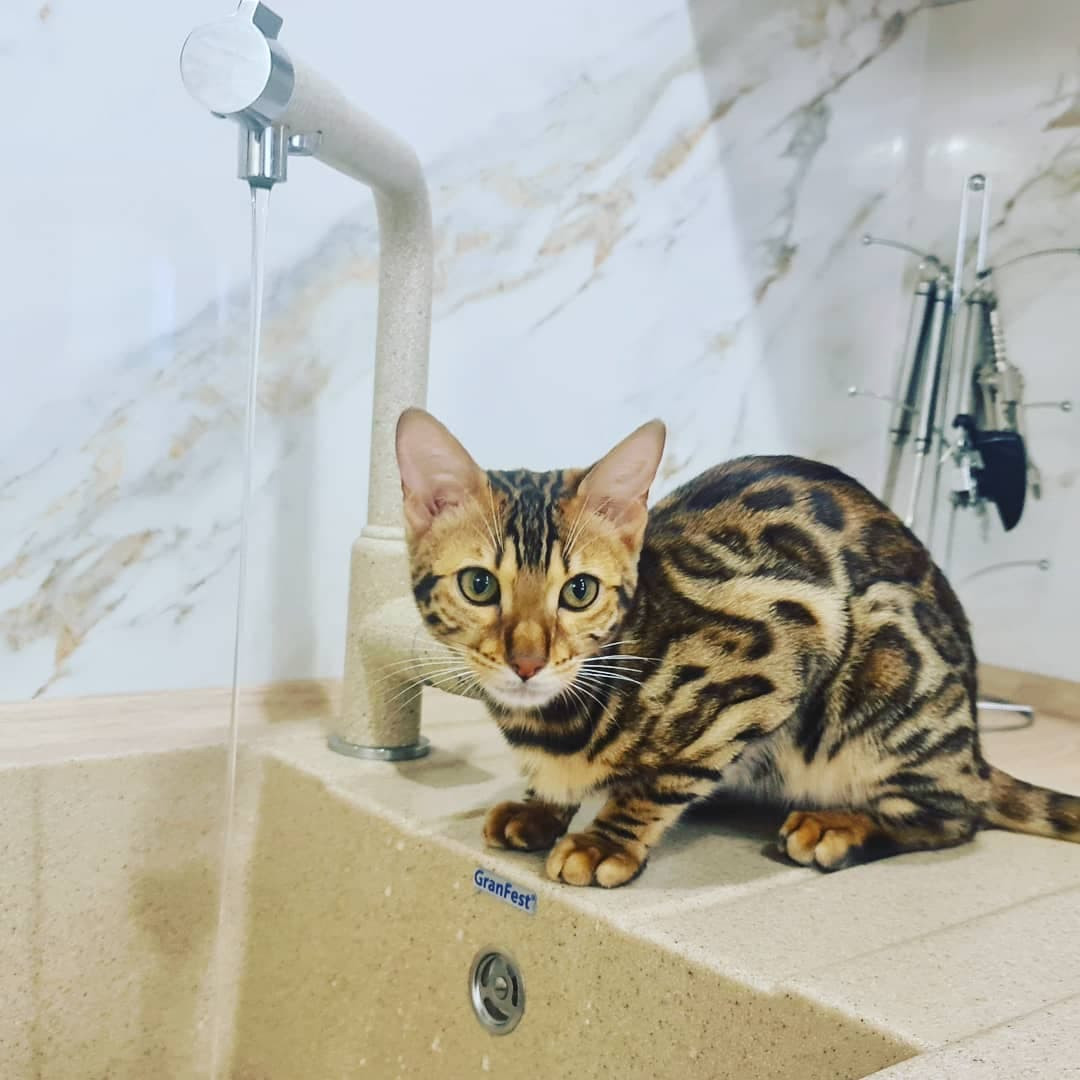 Уютная угловая кухня с фасадами под дерево и серыми матовыми фасадами