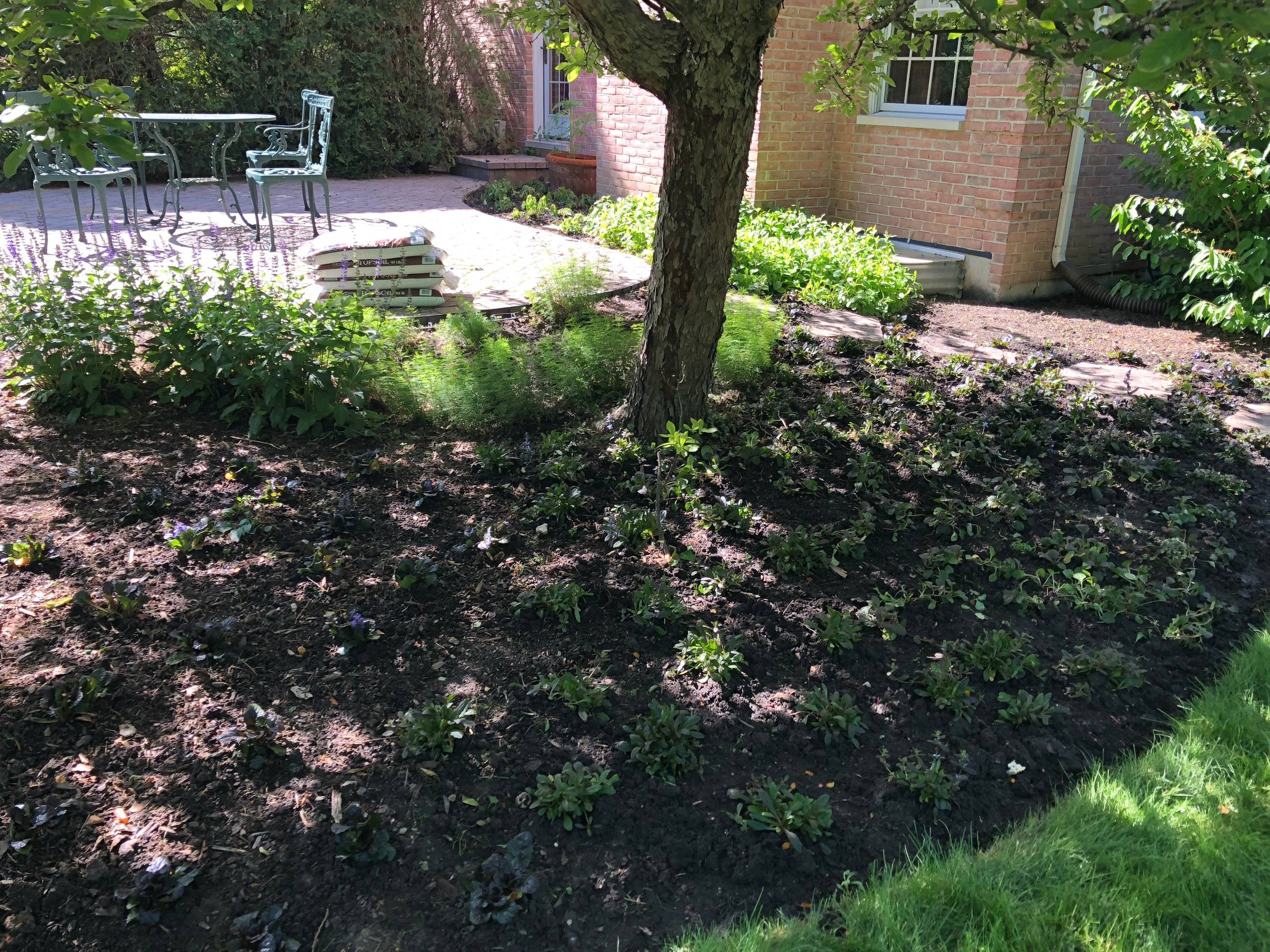 Shade Garden