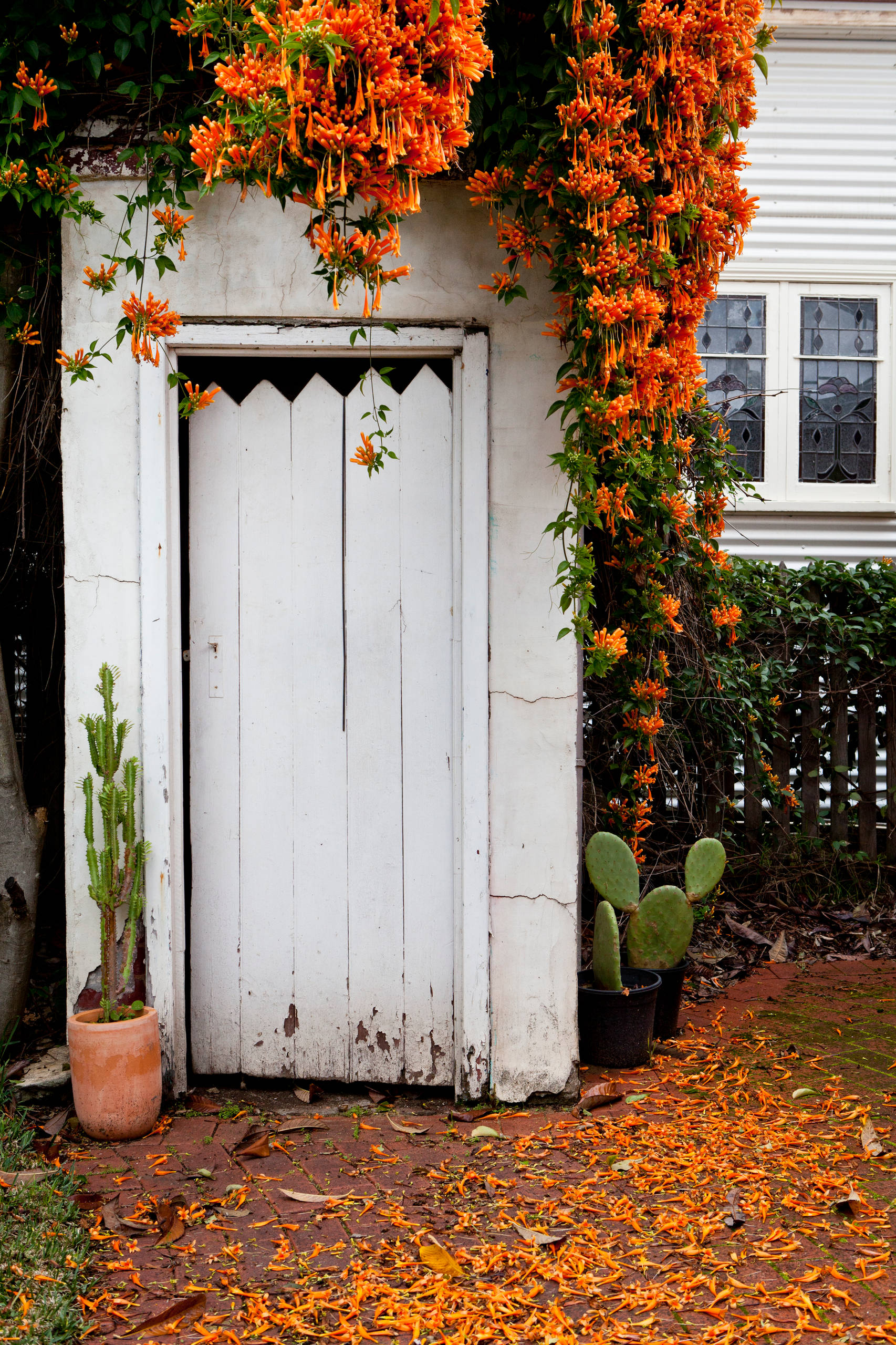 Here is a list of vines & climbing plants that flower for Indian homes.