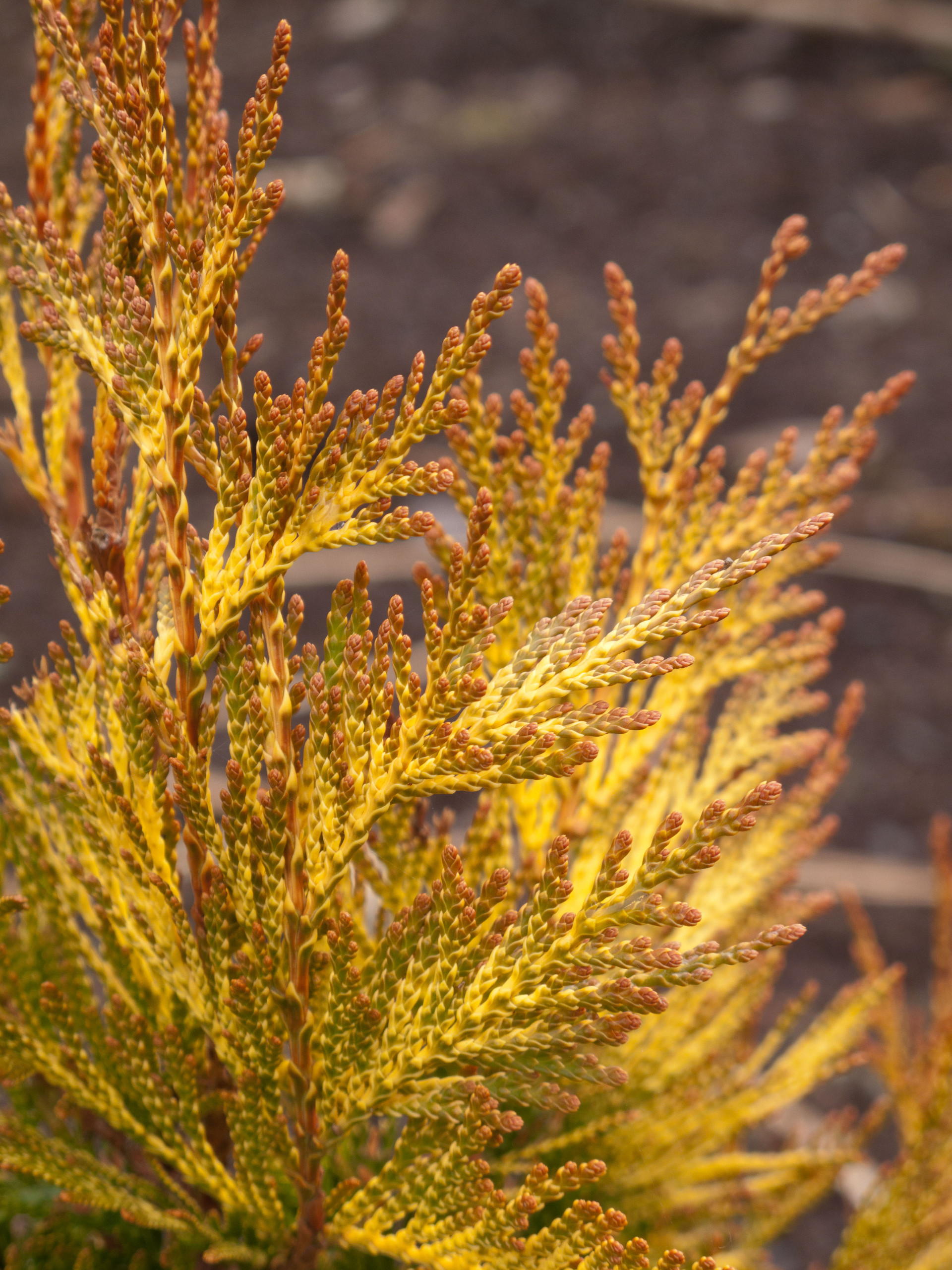 Great Design Plant: 'Forever Goldie' Arborvitae
