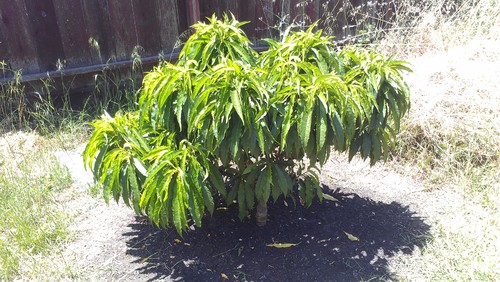 Dwarf Nectarine Tree 37125 Movieweb Dwarf Nectarine Tree